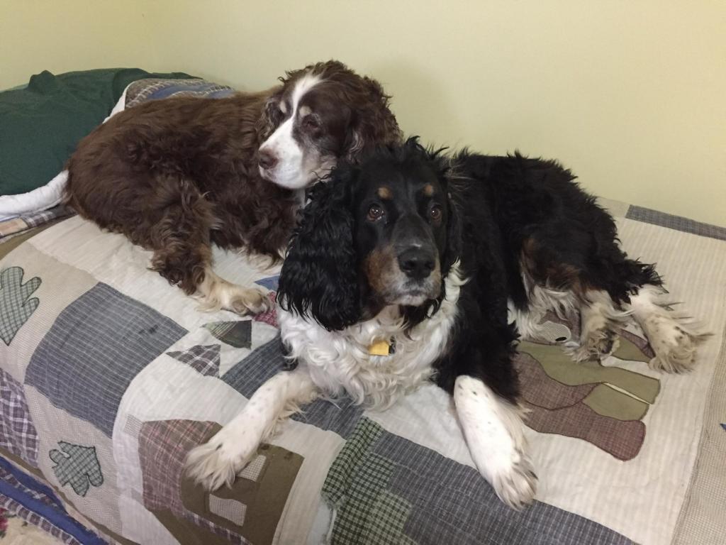 Doc & Molly on my old guest bed