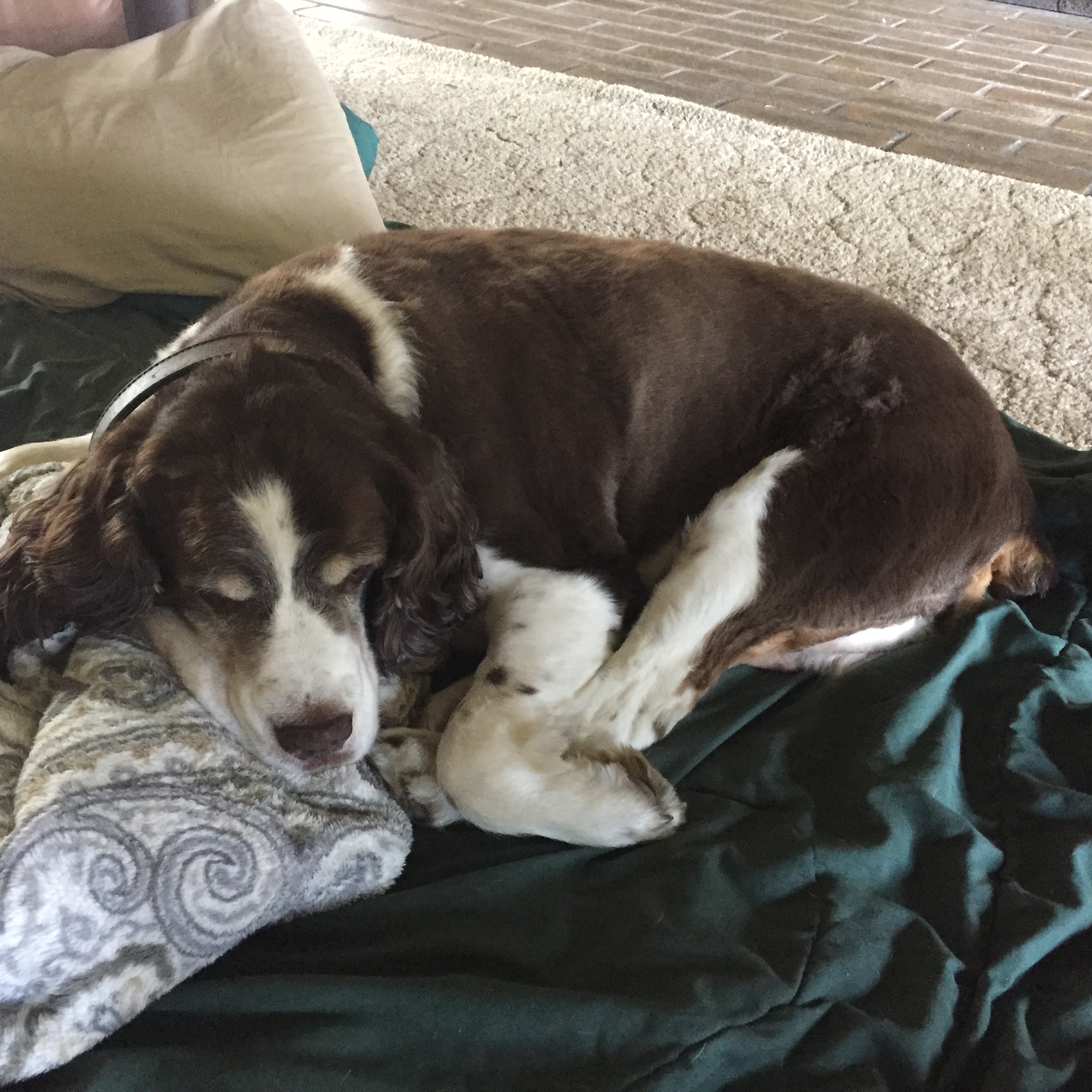 Doc sleeping next to Mom's blanket