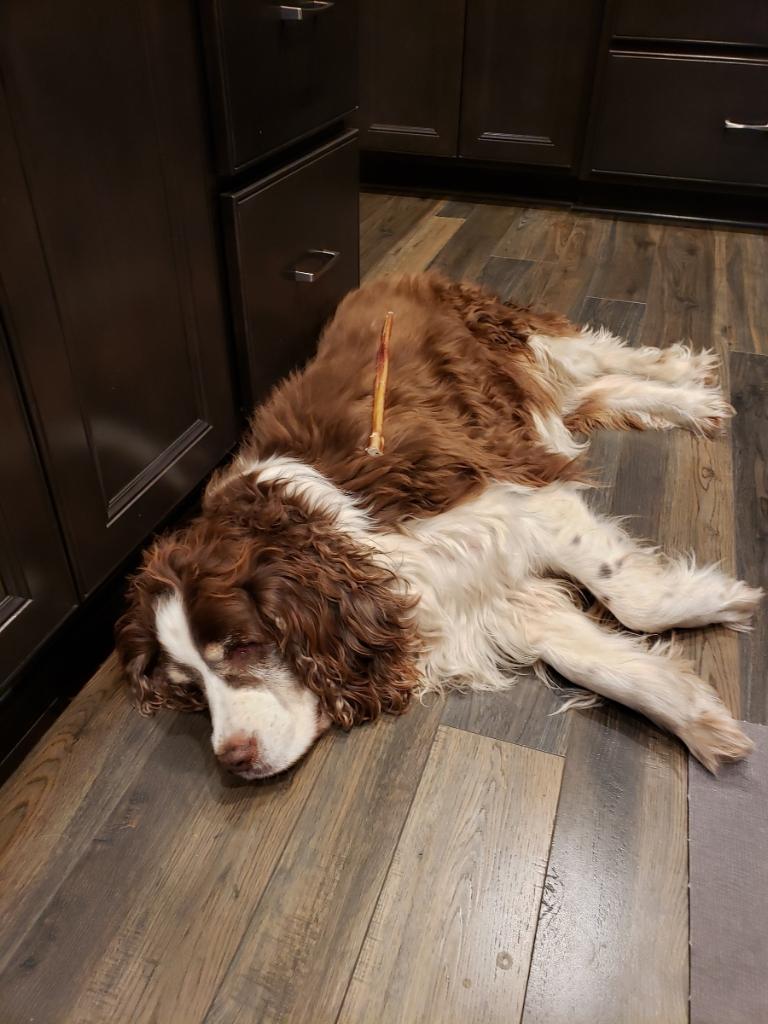 Doc snoozing with a treat on his side